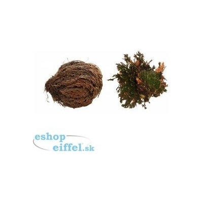 Lucky Reptile Rose of Jericho rastliny